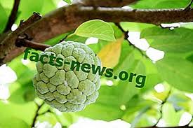 60 gambar mewarnai seru bagus dan mudah. Definisi Soursop
