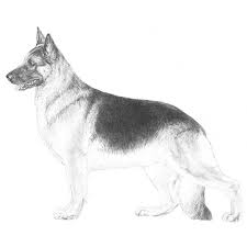 The breed standard calls for nice dark pigment and rich colors. German Shepherd Dog Coloring Pages Coloring Home