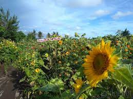 Besar, biasanya berwarna kuning terang. Kebun Bunga Matahari Bantul Yogya Gudegnet