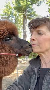 Alpacas are aloof, skittish, and shy., But sometimes you encounter alpacas  who are curious, friendly, and affectionate. , Consider yourself fortunate  when they want to give you affection. , ...
