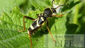 Though this beetle mimics a wasp, in both colouration and movement, this black and yellow beetle is totally harmless. Identifying Common British Bugs Great British Life