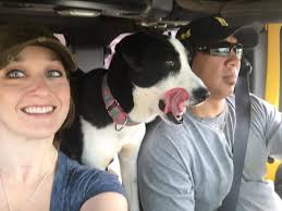 Lost dog in Chaguanas area, responds to 'Maisy'