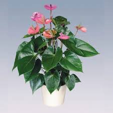 Maybe you would like to learn more about one of these? Cavalli Anthurium Pot Plant At Rs 250 Piece Flamingo Flower à¤à¤¨à¤¥ à¤° à¤…à¤® Orchid Biotech Bhubaneswar Id 20083982991
