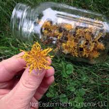 Common Questions How Can I Dry Dandelion Flowers Without Them Going To Seed Nor Eastern Herb Company Herbs Dandelion Flower Dandelion