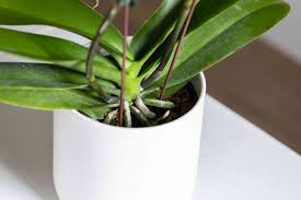 When i first starting growing moth orchids, or phalaenopsis, i got excited over every little new growth that would show up at the base of the plant. How To Grow And Care For Phalaenopsis Orchids