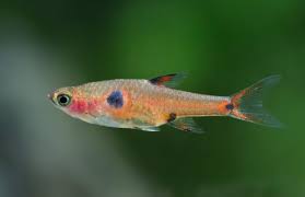 Dwarf Rasbora (Boraras maculatus): Ultimate Care Guide - Fish Laboratory