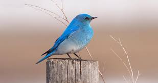 ✓ free for commercial use ✓ high quality images. Mountain Bluebird Life History All About Birds Cornell Lab Of Ornithology