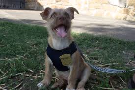 Mission animal hospital is the only nonprofit veterinary hospital in the midwest. Pets San Antonio Missions National Historical Park U S National Park Service