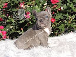 The french bulldog breed originally came to the united states with groups of wealthy americans who came across them and fell in love while touring europe in the late 1800s. French Bulldog Puppies For Sale In Ga 2021 At Puppies Api Ufc Com