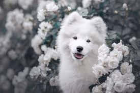 Sheltie Lover 🧡🍂  https://www.instagram.com/melaniemeister.hundefotografie?igsh=MjBoa21qeTc0Mzhs  📸 Canon R5 Sigma Art 105mm, f1.4