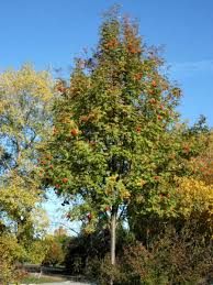 Eberesche — eberesche, mehrere arten von sorbus; Eberesche Sorbus Aucuparia