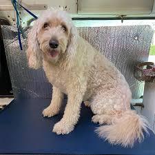This is because we have worked for decades to put together a business that is efficient and loves what it does. Lily Groom By Kass Aussie Pet Mobile Greater Orlando Facebook