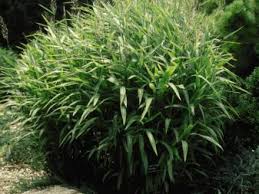 Pampas is named after a region in. Planting Pampas Grass Hgtv