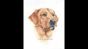All opinions are 100% my own. How To Paint A Realistic Retriever Dog In Watercolor Course Preview Youtube