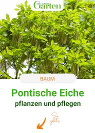 Pontische Eiche Winzling Unter Den Eichen In 2020 Vorgarten Pflanzen Baum Pflanzen