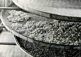 Trouver les adresses et toutes les coordonnées des chatteries ou des élevages de chats de race persan la chatterie de palsamblue: L Elevage Des Vers A Soie Au Cambodge