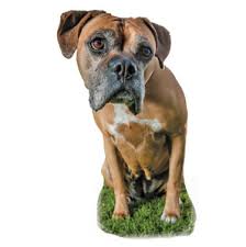Maybe you would like to learn more about one of these? Pet Adoption Rescue Oceanside Ca Last Chance At Life