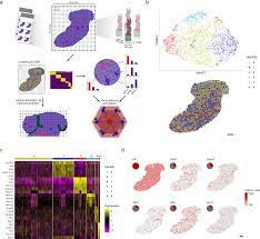 Spatial Transcriptomics to define transcriptional patterns of zonation and  structural components in the mouse liver | Nature Communications