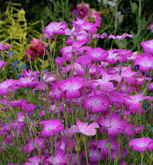 It is an ideal site where you can find arenaflowers.co.in: Agrostemma Milas Buy Online At Annie S Annuals Annual Plants Flowers Perennials Unusual Plants