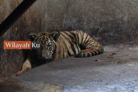 Zoo negara terletak di ulu klang, selangor. 4 Haiwan Menarik Di Zoo Negara Nombor 3 Paling Rare Wilayahku