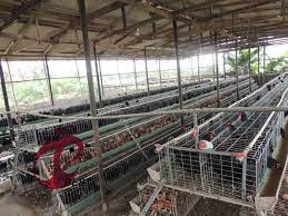 Poultry House Design Of 5000 Layer With Chicken Cage Poultry House Poultry Farm Design Chicken Cages