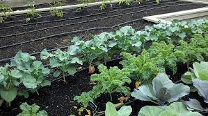 Just cut it off when you thinks its time. How To Grow Broccoli Plants Planting And Care