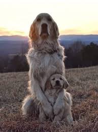 Pin By Paper Faces Beril Oke Gulen On The Dogs Puppies Dog Lovers Cute Dogs