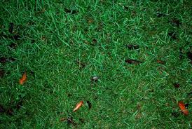 This grass type is popular for heavy foot traffic areas, including football fields. Sod Fayetteville Peachtree City Tyrone Sharpsburg Ga