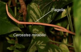 Image result for Cercestis congensis