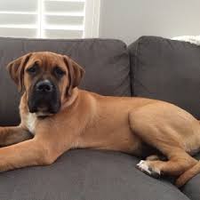 Best customer service i've received out of all the pet stores i've visited. 9 Low Maintenance Dogs For People Who Live In Apartments Petsecure