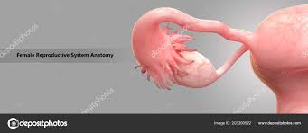 Start by marking weibliche geschlechtsorgane: Stockfotos Weibliche Geschlechtsorgane Bilder Stockfotografie Weibliche Geschlechtsorgane Lizenzfreie Fotos Depositphotos