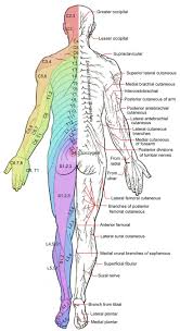 map of nerves and dermatomes spine health acupuncture