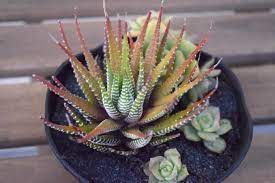 Check spelling or type a new query. Diy Succulent Dish Garden