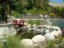 It took about a year from start to finish. Koi Pond And Pool Were Designed To Blend Together As They Would In Nature San Diego Swimming Pool Builders San Diego Dream Pools
