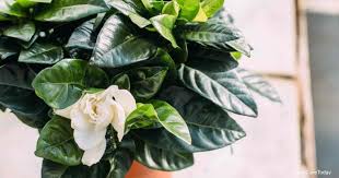 In cooler climates, they can handle the sun all day long. What Are The Gardenia Light Requirements