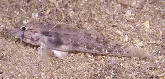 Image result for Gymnosporia gracilipes