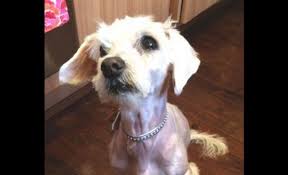 Woman S Letter To Deployed Soldier Forced To Give Up Dog Is Heartbreakingly Beautiful Dog Soldiers Up Dog My Animal