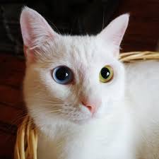 Pointed coloration is a form of partial albinism, an adaptation to protect the cat from frostbite, says jacqui bennett, a. Odd Eyed Cat Wikipedia