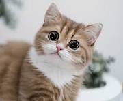 Cat Ai Stock Photos, Images and Backgrounds for Free Download