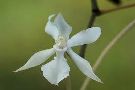 Image result for Aerangis kotschyana