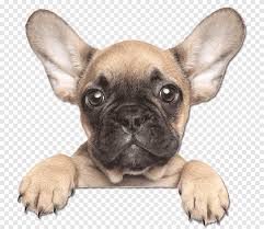 Face french bulldog drawing easy. Dog Pop Art Painting French Bulldog Watercolor Painting Drawing Bulldog Mammal Animals Png Pngegg