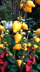 Image result for Solanum mammosum