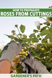 Image result for cuttings of roses