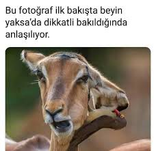 Kus Var Hayvan Sozleri Komik Hayvanlar