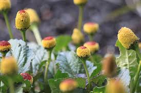 Image result for Spilanthes costata
