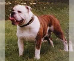 Killeen is a city in bell county, texas, the united states. Victorian Bulldog Puppies For Sale Near Killeen Texas Usa Page 1 10 Per Page Puppyfinder Com