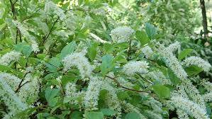 You know the phrase good fences make good neighbors? 7 Beautiful Shade Solution Shrubs South