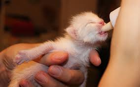 If this is the case, the best option is to find a foster mother. What Kind Of Milk Can Cats Drink And Should Cats Drink Milk At All