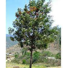 Maybe you would like to learn more about one of these? Silver Oak Grevelia Robesta Ornamental Tree Seeds Moolihai Com