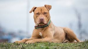 How many puppies do pitbulls have. Pitbull Breeds Types Of Pitbulls A List Of Every Pitbull All Things Dogs All Things Dogs